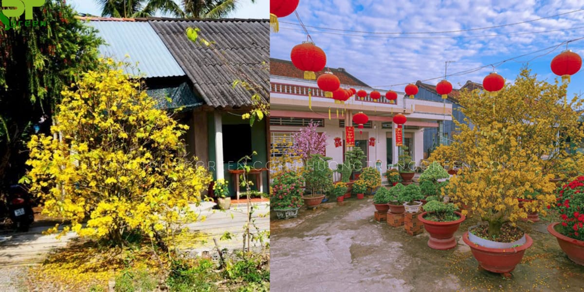 Cây Mai