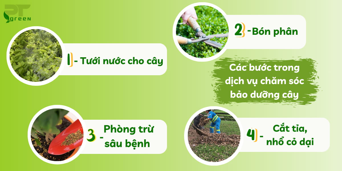 Quy trình bảo dưỡng cảnh quan chuyên nghiệp – Phương Trung Green