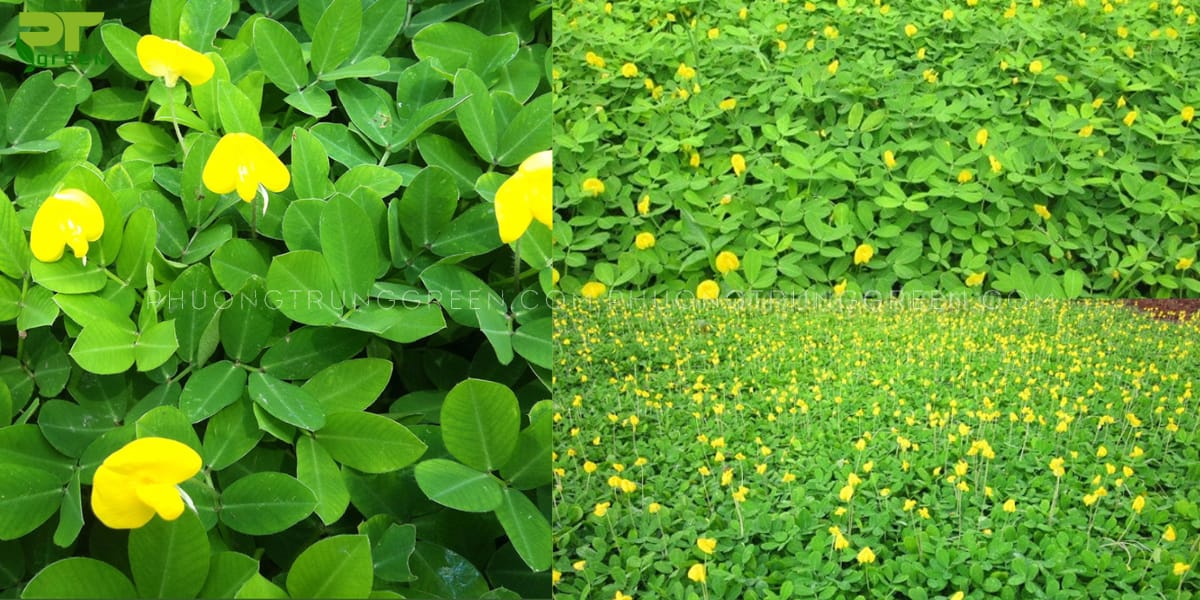 Cỏ đậu phộng