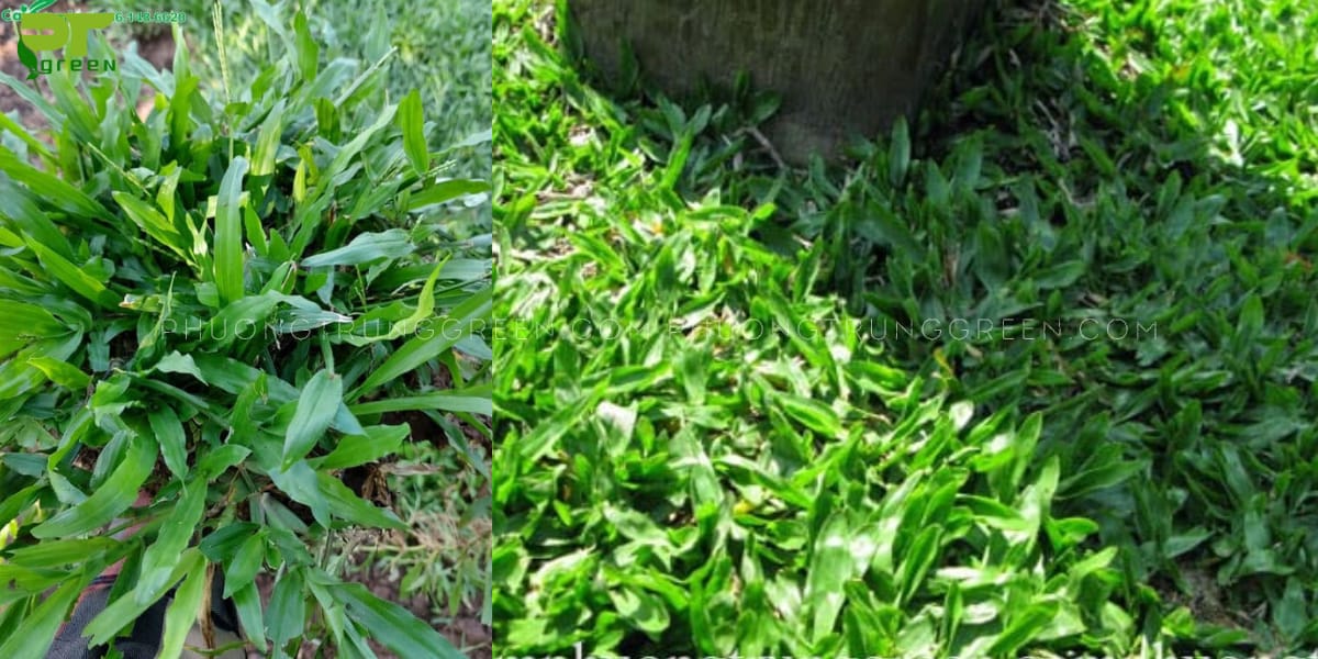 Cỏ lá gừng
