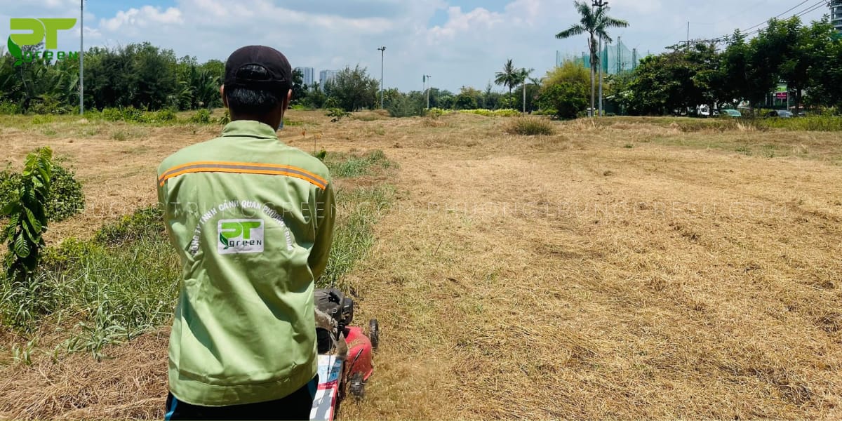 Các gói dịch vụ cắt cỏ giá rẻ tại PT Green