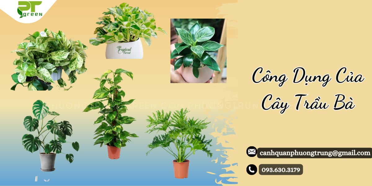 Công dụng của cây Trầu bà