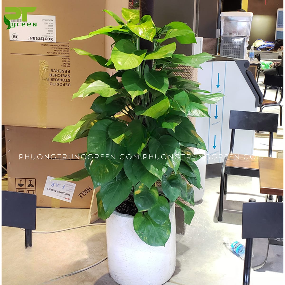 Trầu bà cột