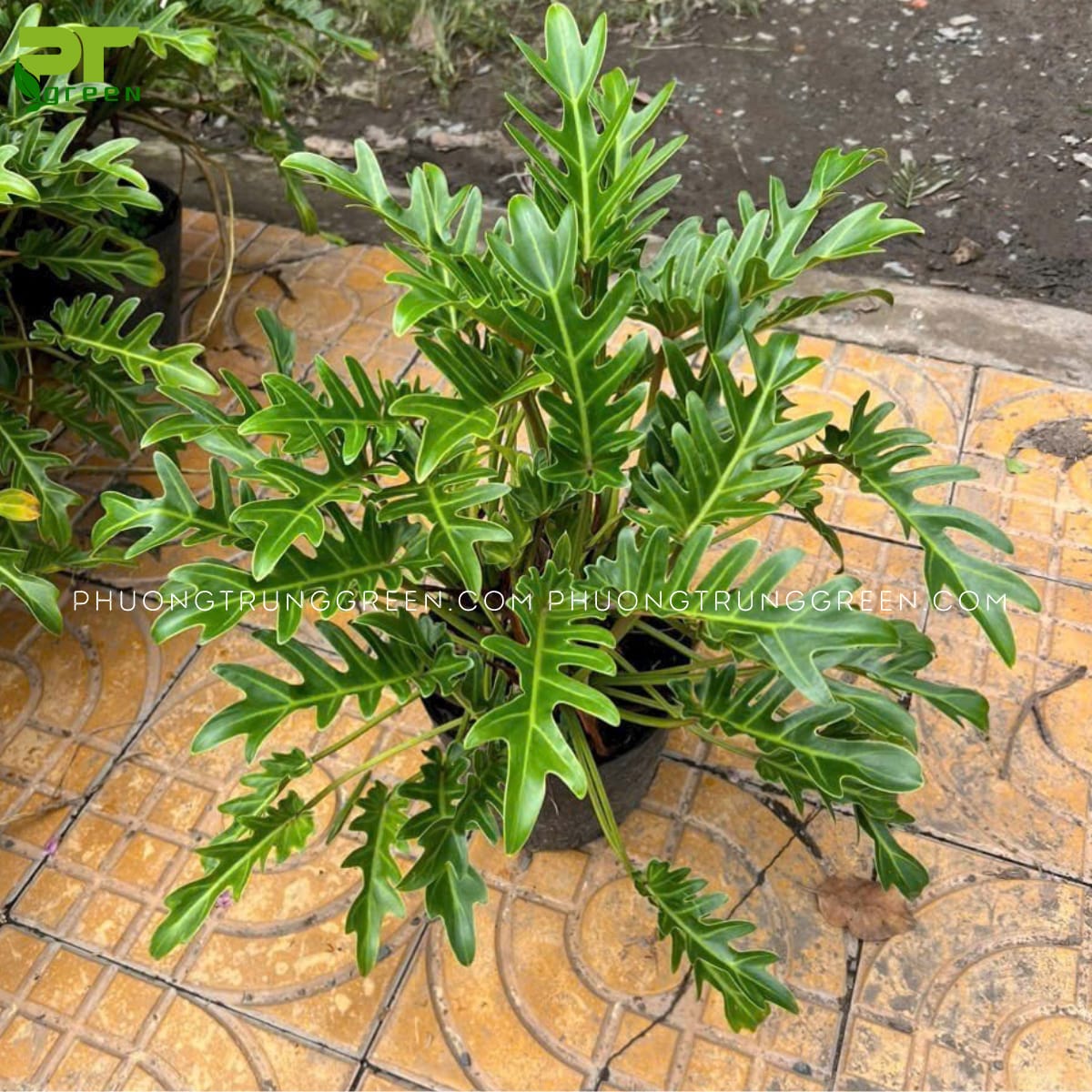 Trầu bà chân vịt