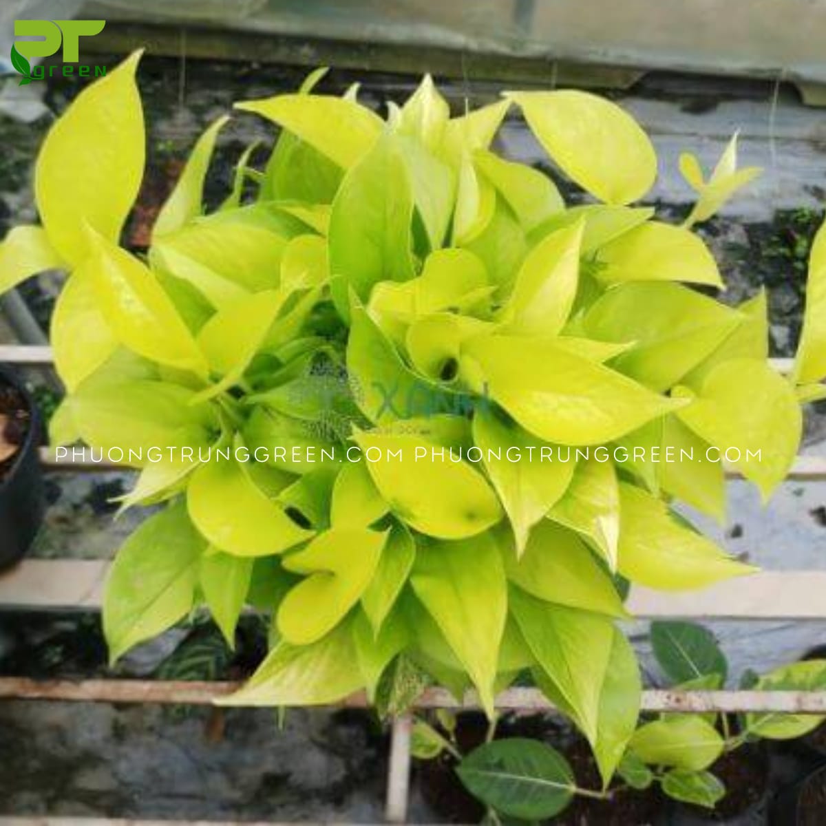 Trầu bà vàng
