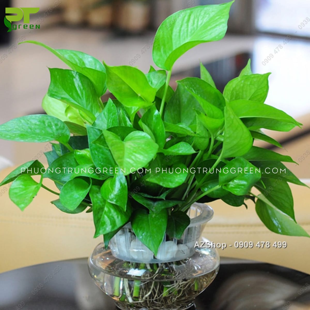 Trầu bà xanh