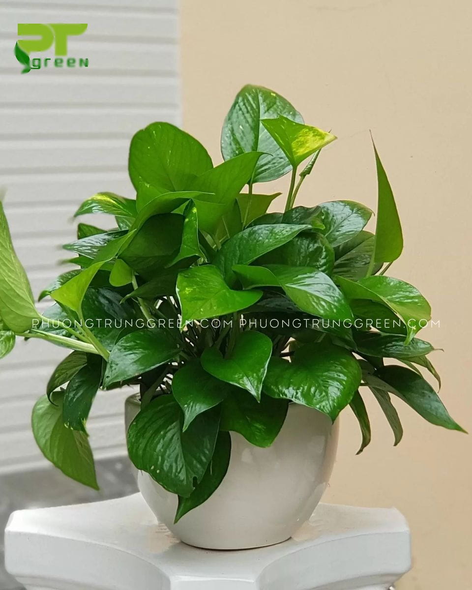 Trầu bà xanh