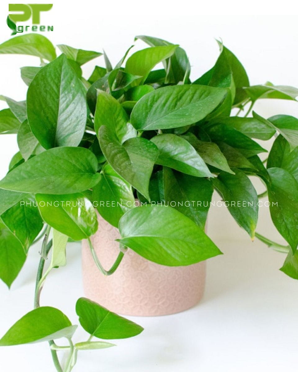 Trầu bà xanh
