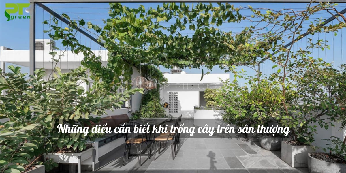 Điều cần lưu ý khi trồng cây trên sân thượng