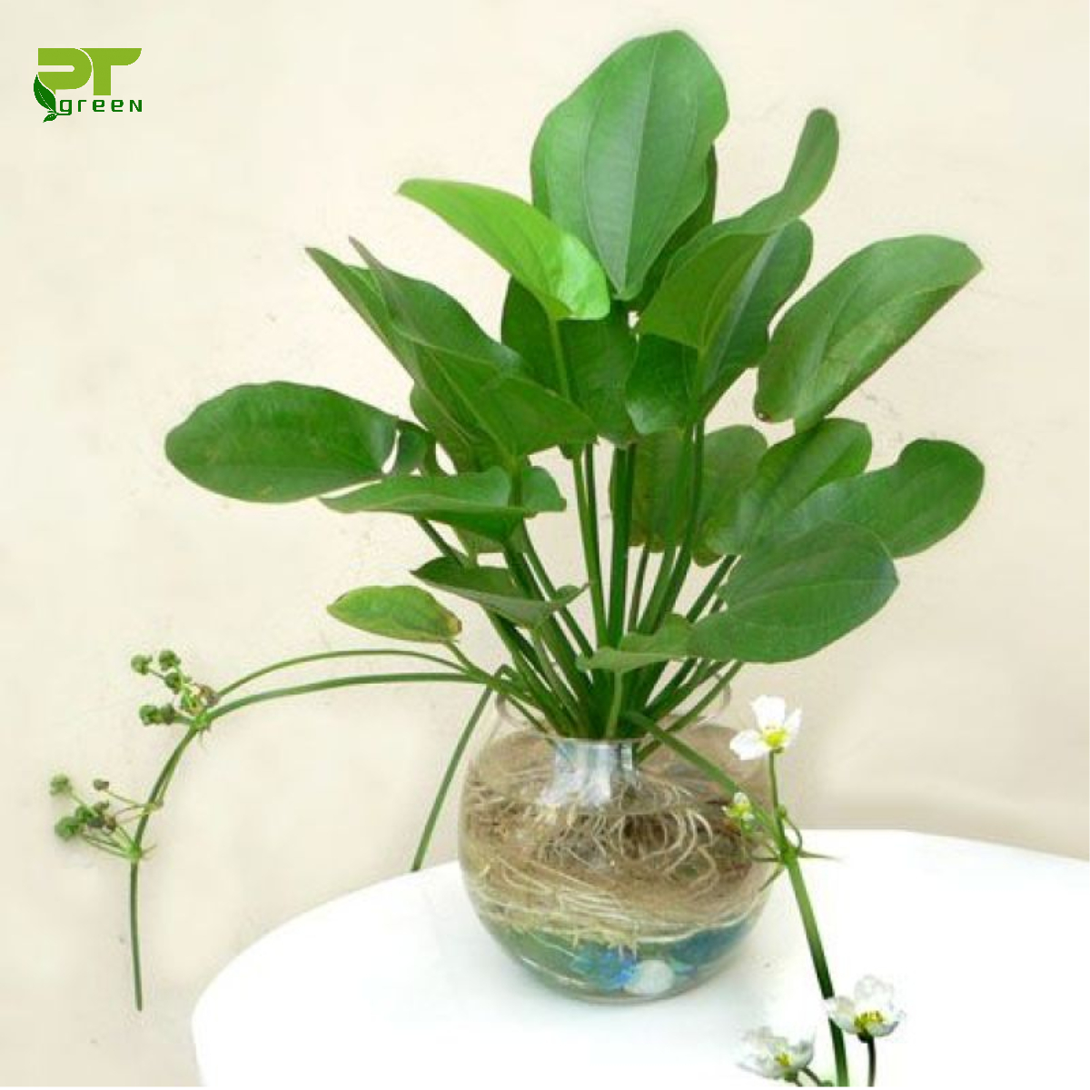 Cây bách thủy tiên thủy sinh
