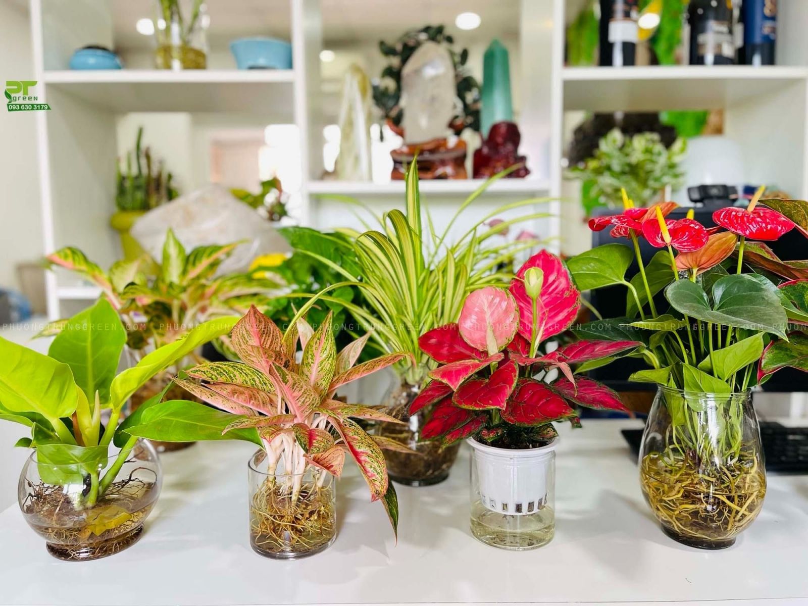 TOP các cây thủy sinh đẹp