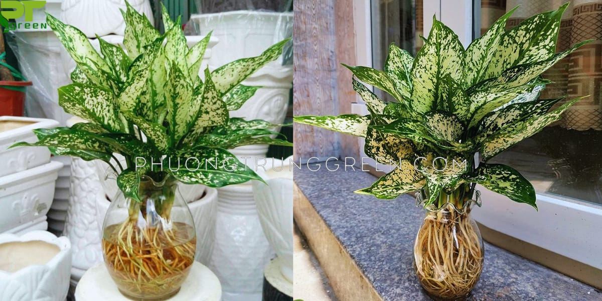 Cây ngọc ngân trồng trong nước