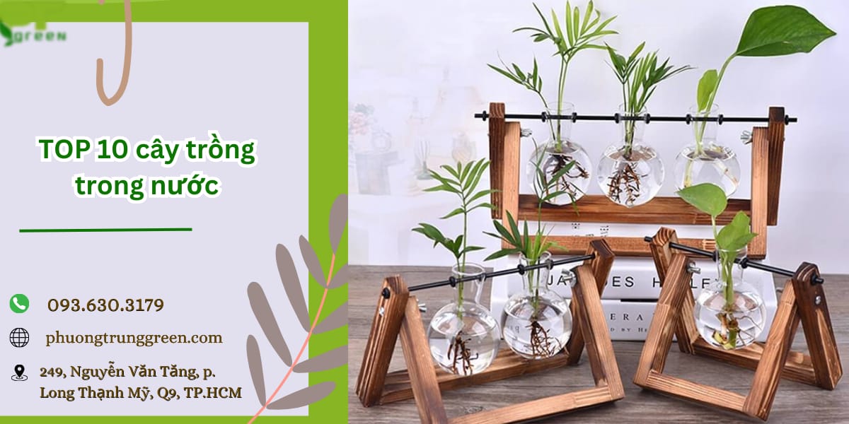 Cây trồng trong nước