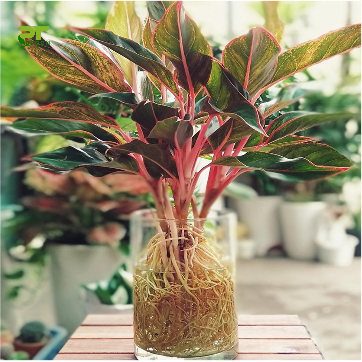 Cây phú quý trồng trong nước