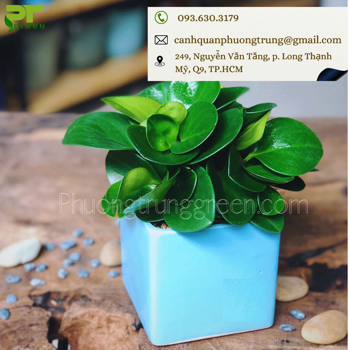 PT Green bán cây trường sinh giá tốt