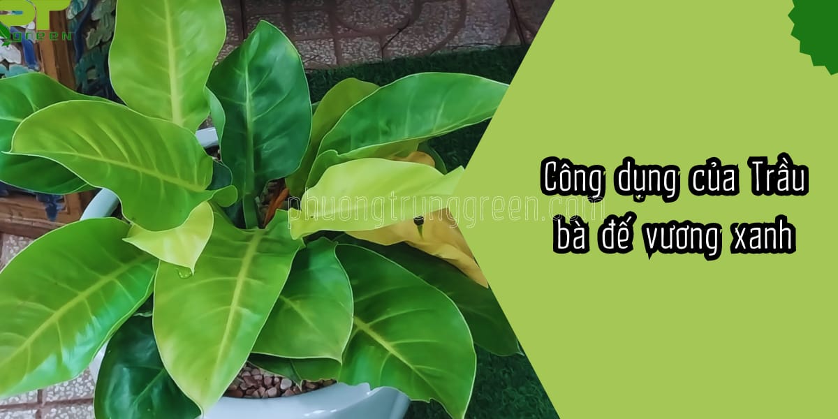 Công dụng của Trầu bà đế vương xanh