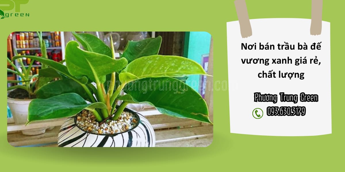 Phương Trung Green bán cây Trầu bà đế vương xanh giá tốt