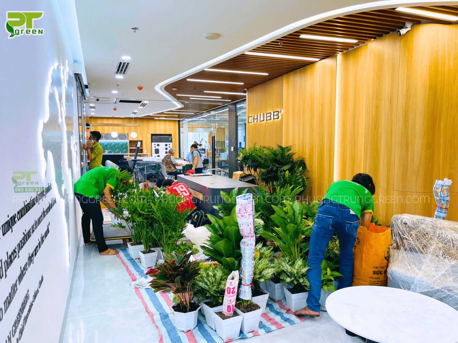 PT Green tiến hành kiểm tra tình trạng cây, và vệ sinh cây cho sạch trước khi setup