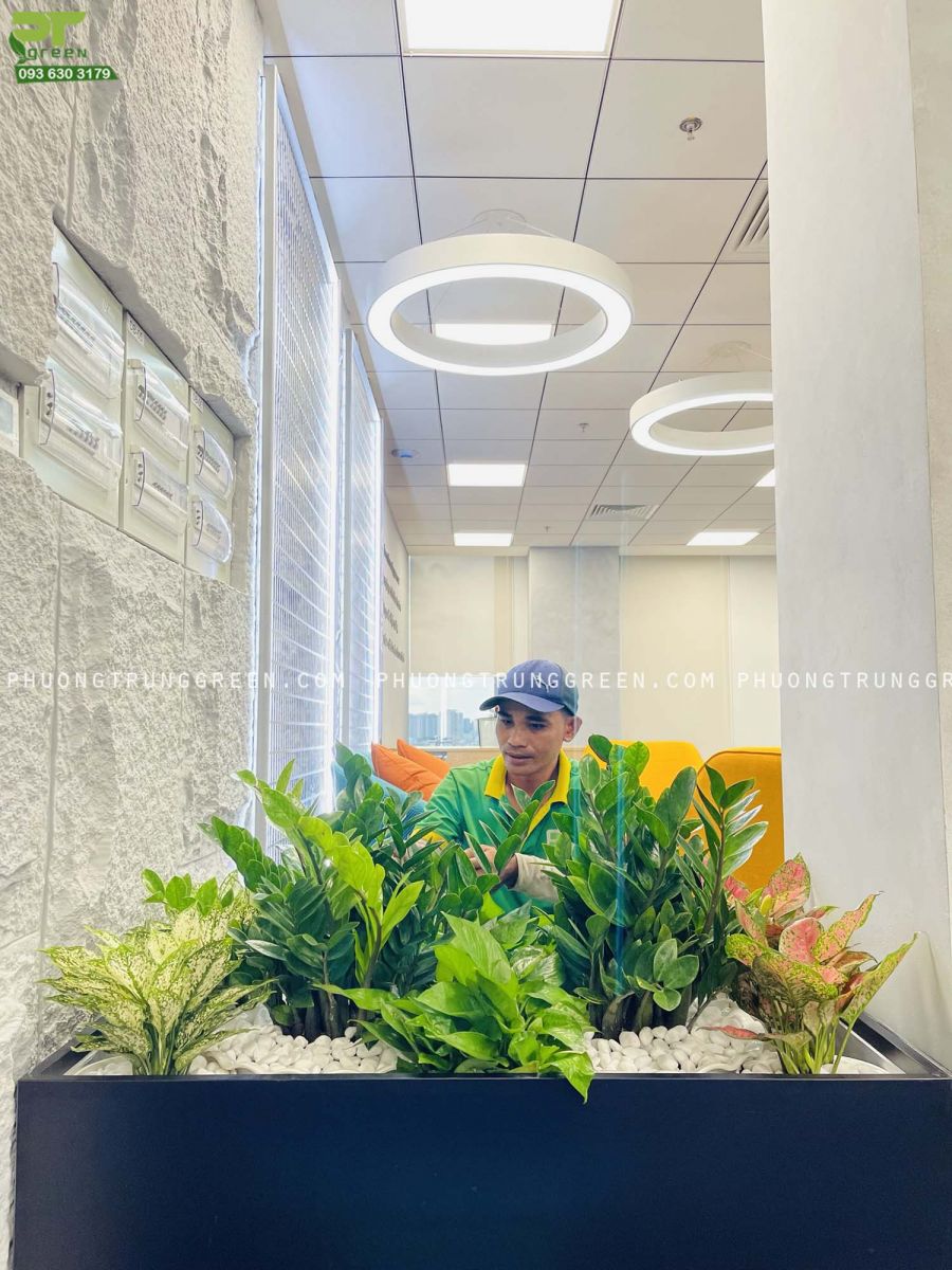 Trang trí cây xanh văn phòng làm việc