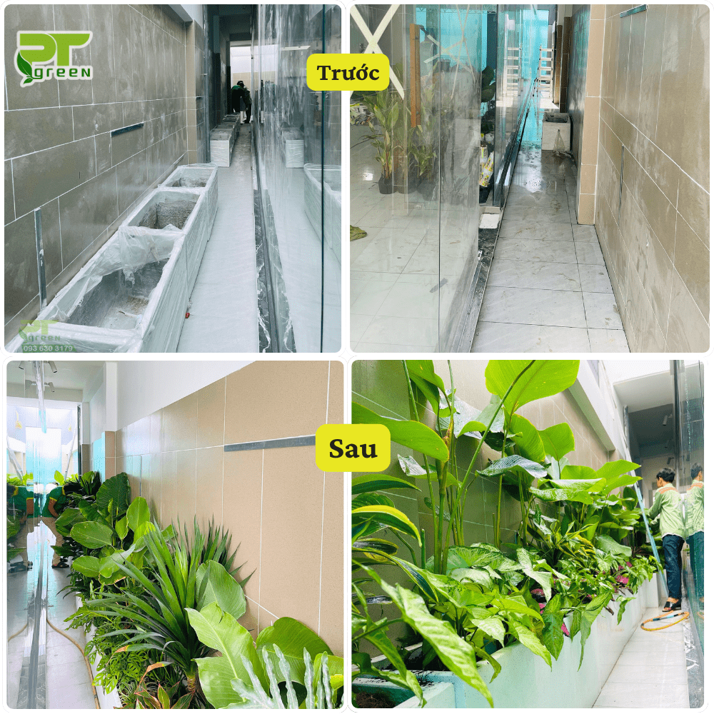 Setup cây xanh giếng trời tại văn phòng BMB