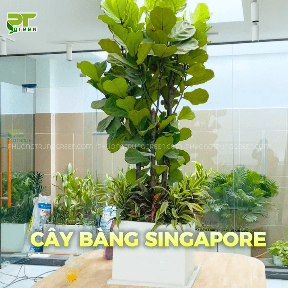 Khu vực giếng trời trước khi đặt cây