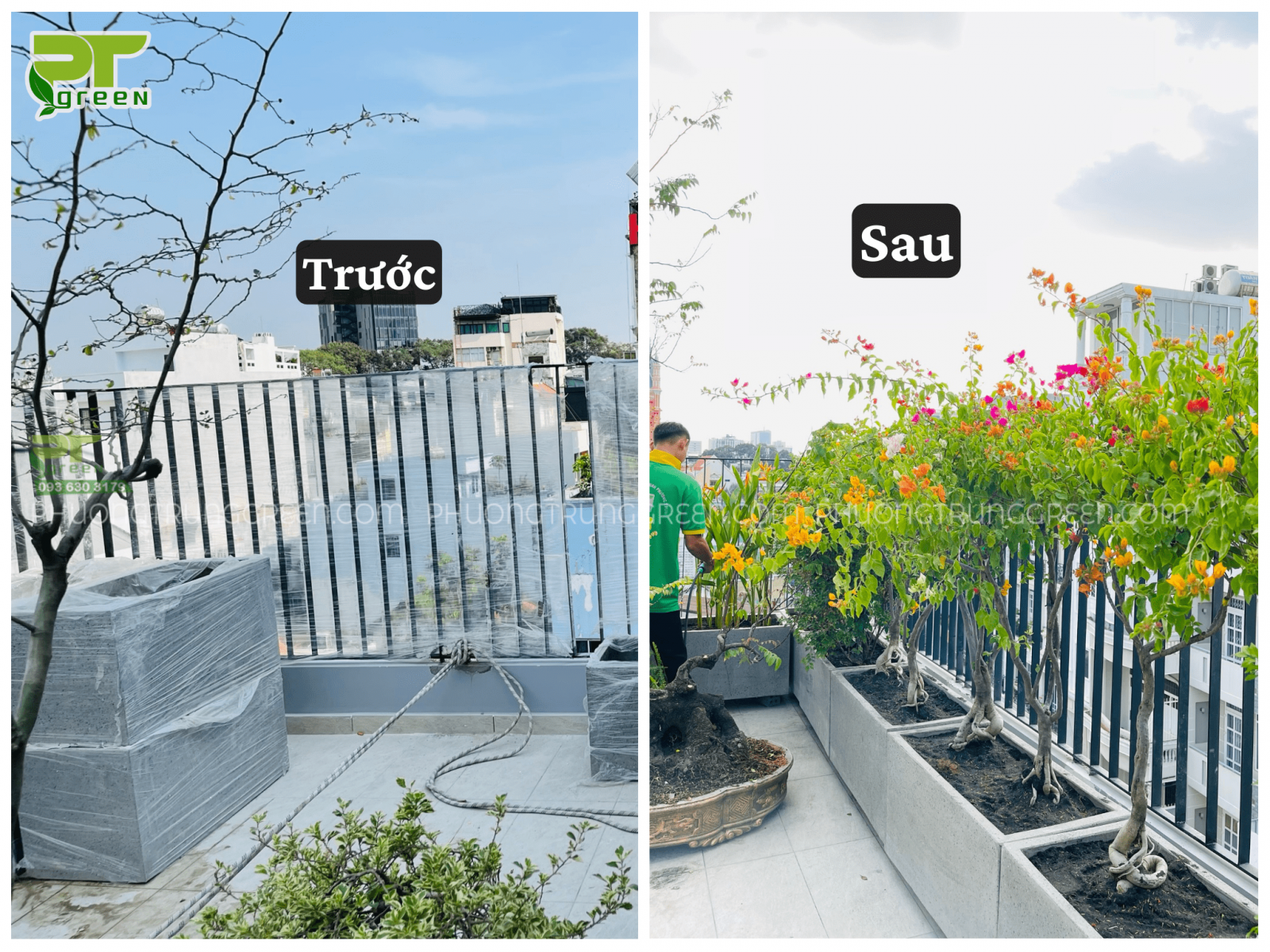Hoa giấy trồng sân thượng
