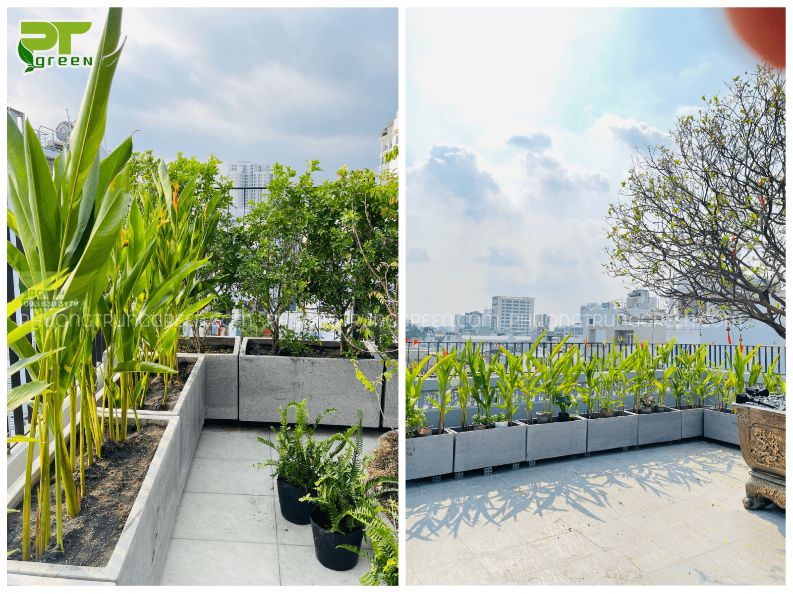 Trồng cây sân thượng