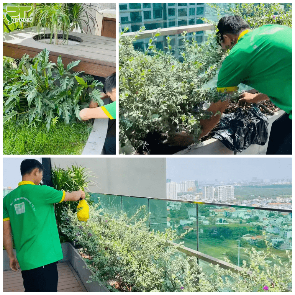 Khâu chăm sóc, bảo dưỡng cây tại PT Green