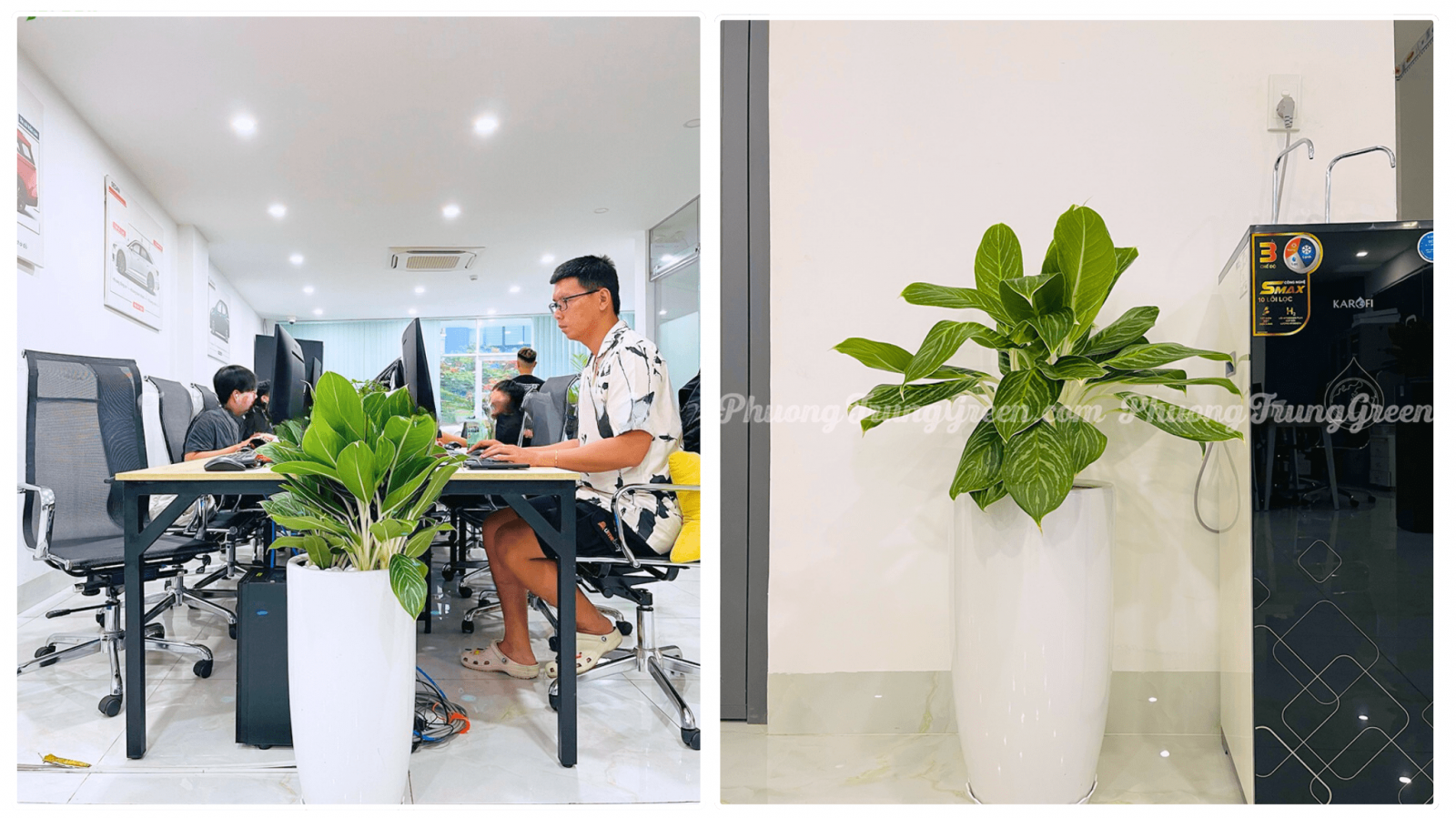 Trang trí cây xanh văn phòng làm việc