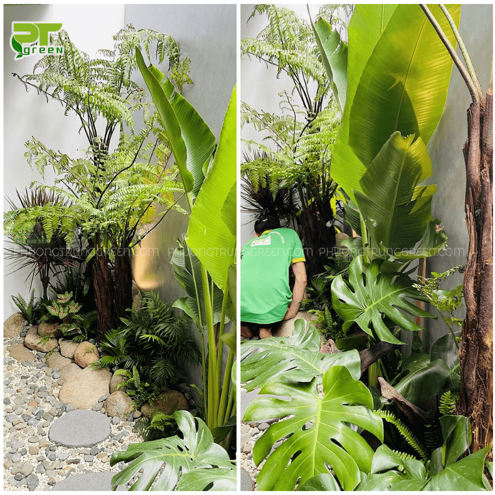 Tiểu cảnh cây xanh trong nhà