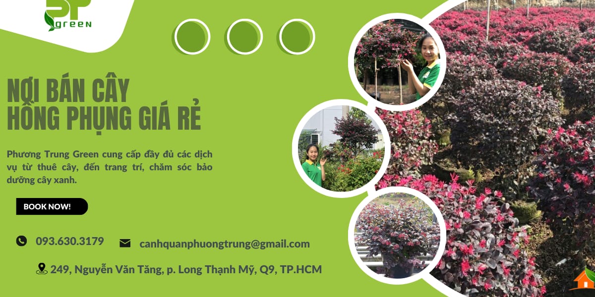 Phương Trung Green cung cấp cây Hồng Phụng giá rẻ