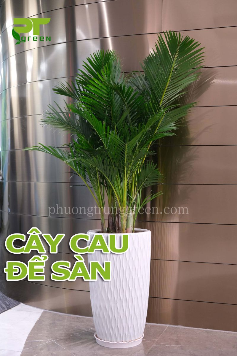 Cây Cau Nhật giá tốt