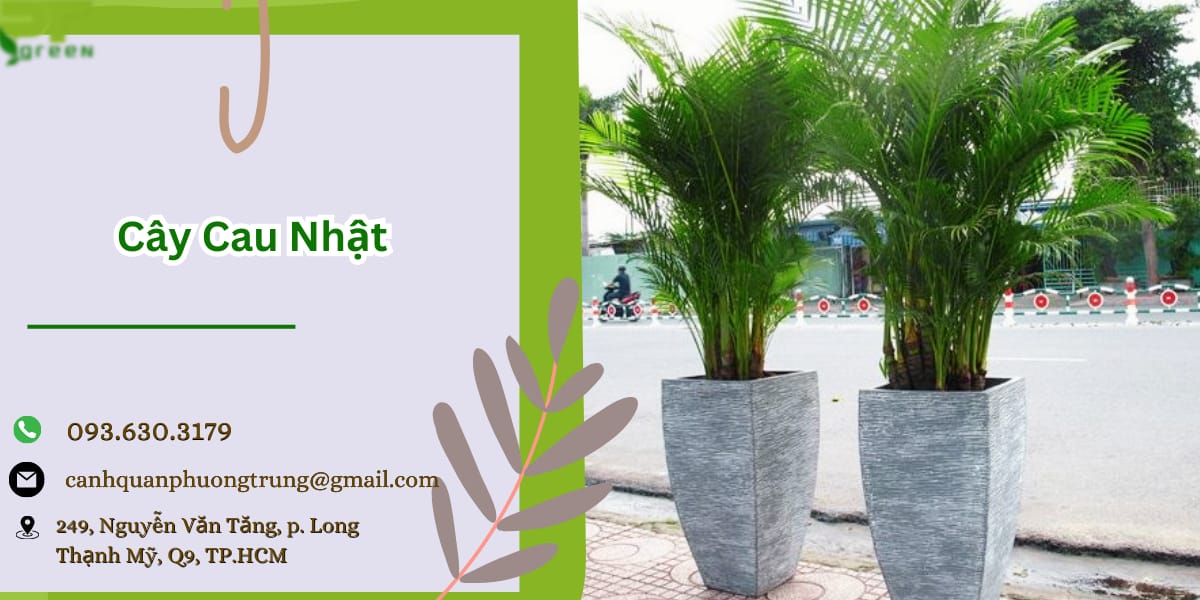 Phương Trung Green bán cây cau Nhật giá tốt tại TP.HCM