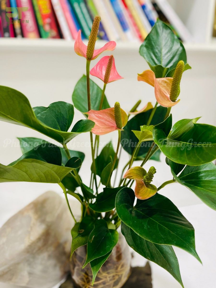 Hồng môn hồng thủy sinh