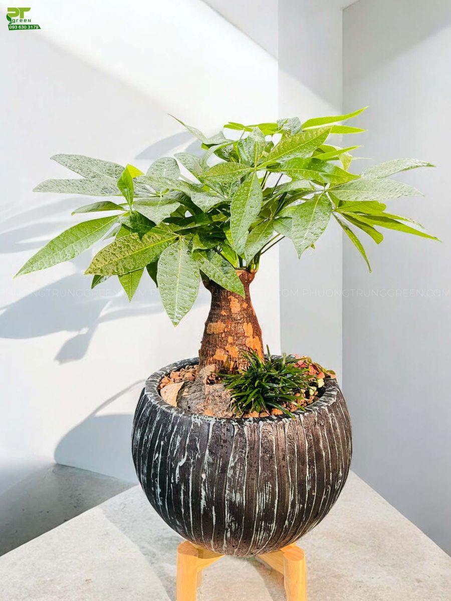 Mẫu 1 - Kim ngân để bàn