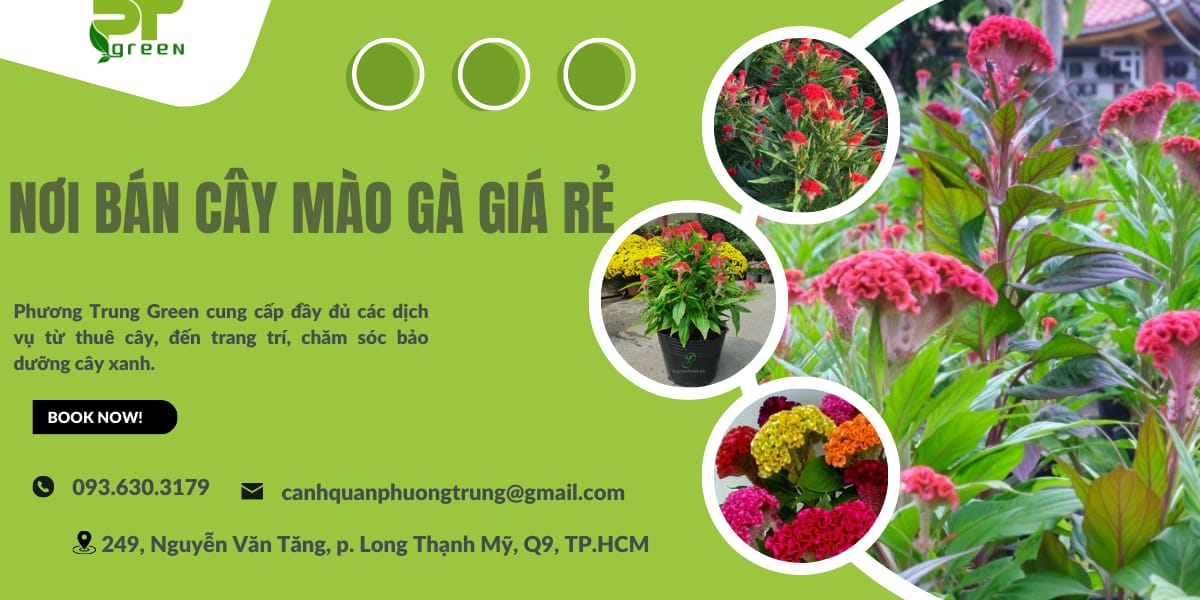 Phương Trung Green bán cây mào gà giá rẻ