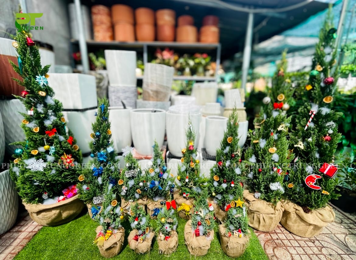 Cây Sơn Tùng trang trí phụ kiện Noel