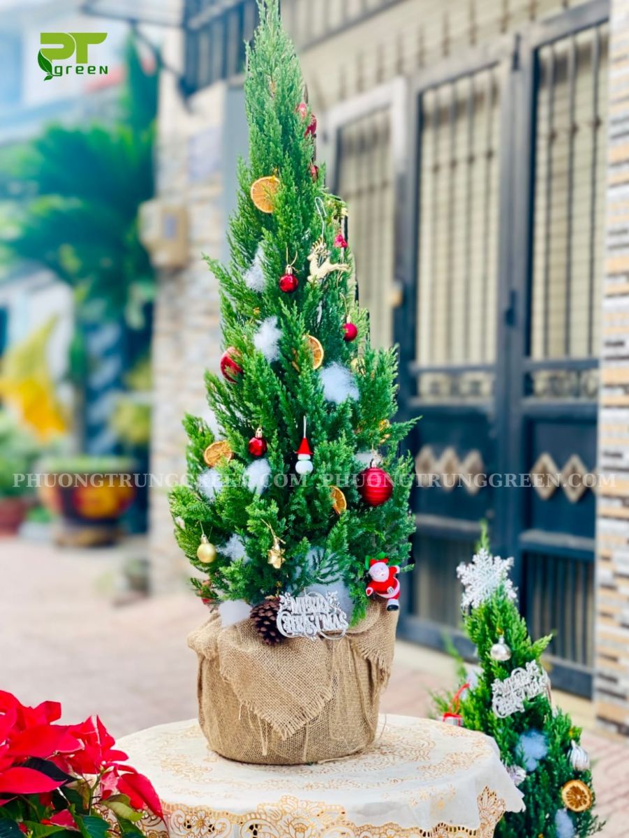 Cây Sơn Tùng trang trí phụ kiện Noel