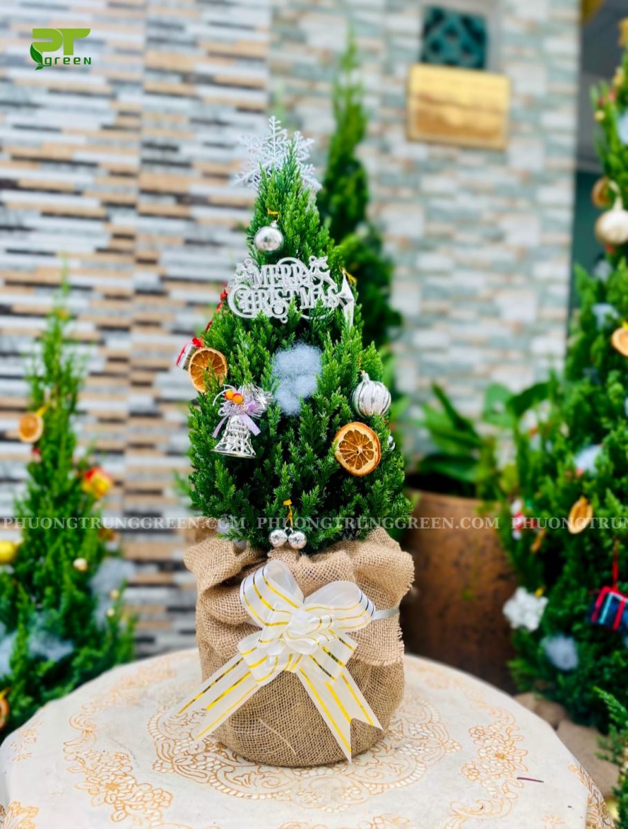 Cây Sơn Tùng trang trí phụ kiện Noel