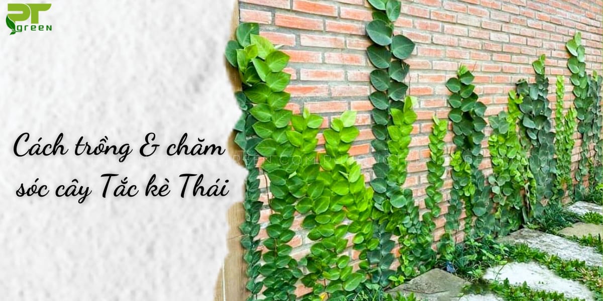 Cách trồng và chăm sóc cây tắc kè Thái