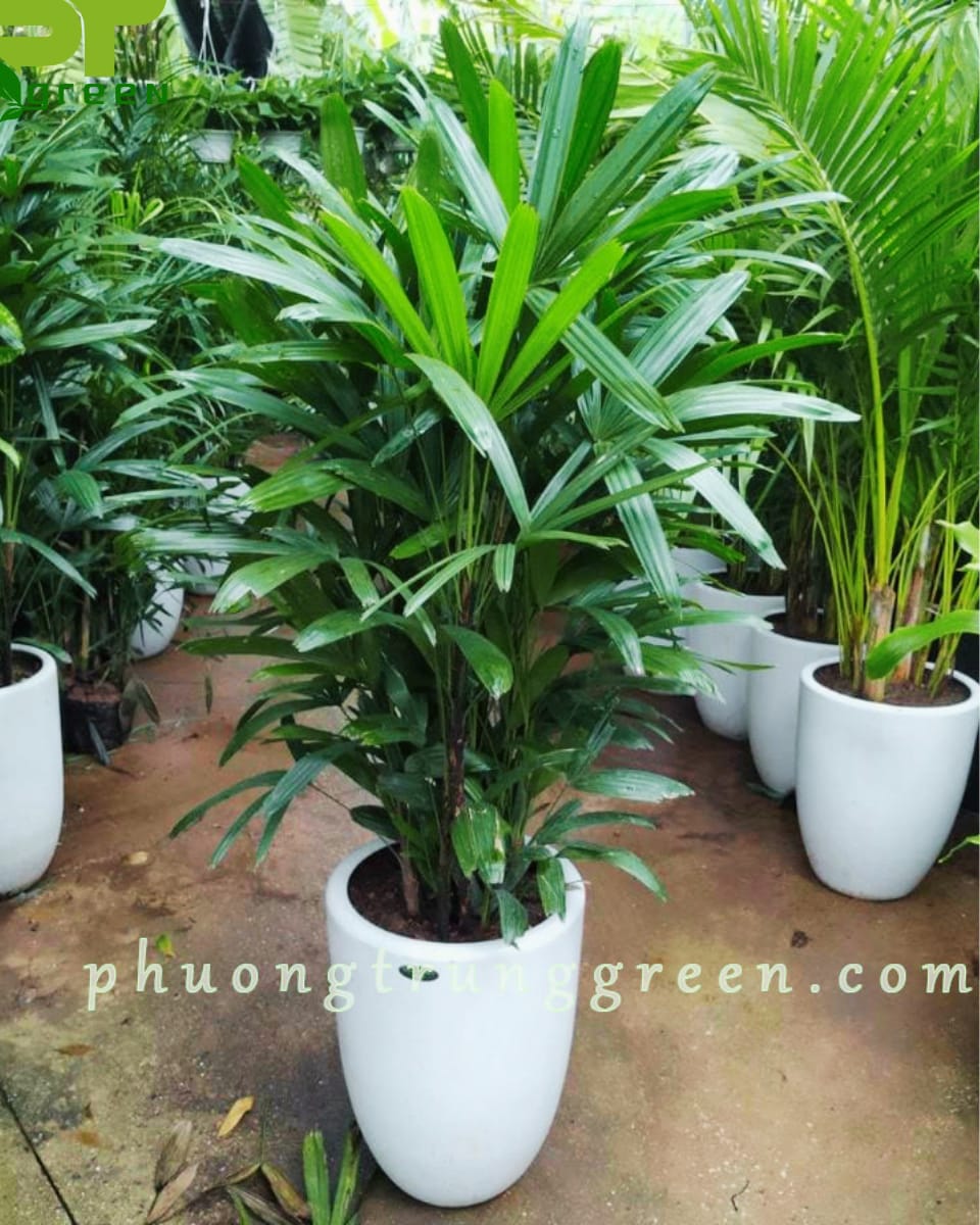 Trúc mây tại vườn nhà PTGreen