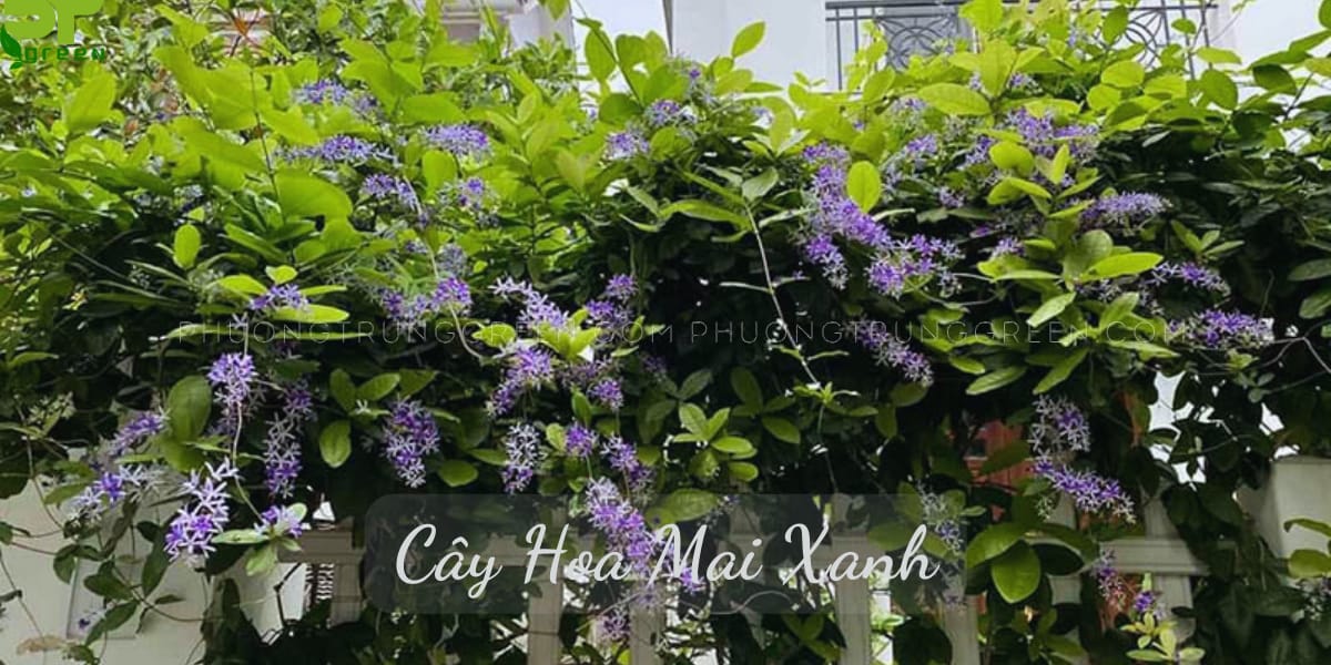 Cách trồng và chăm sóc cây hoa mai xanh Thái