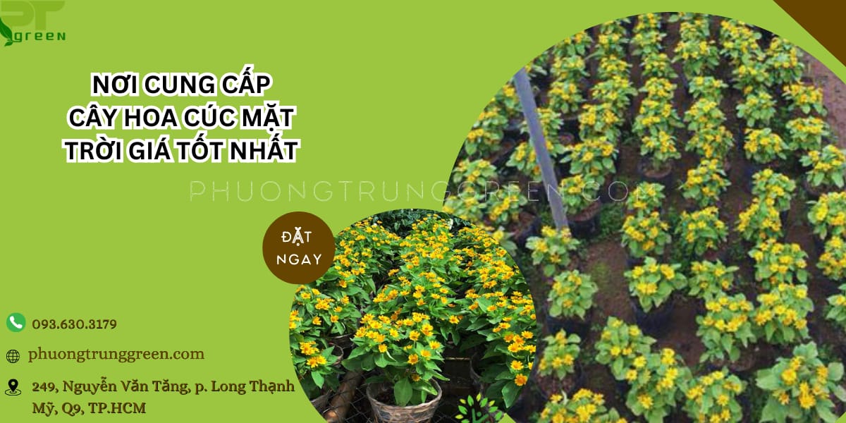 Phương Trung Green bán cây cúc hoa mặt trời giá rẻ