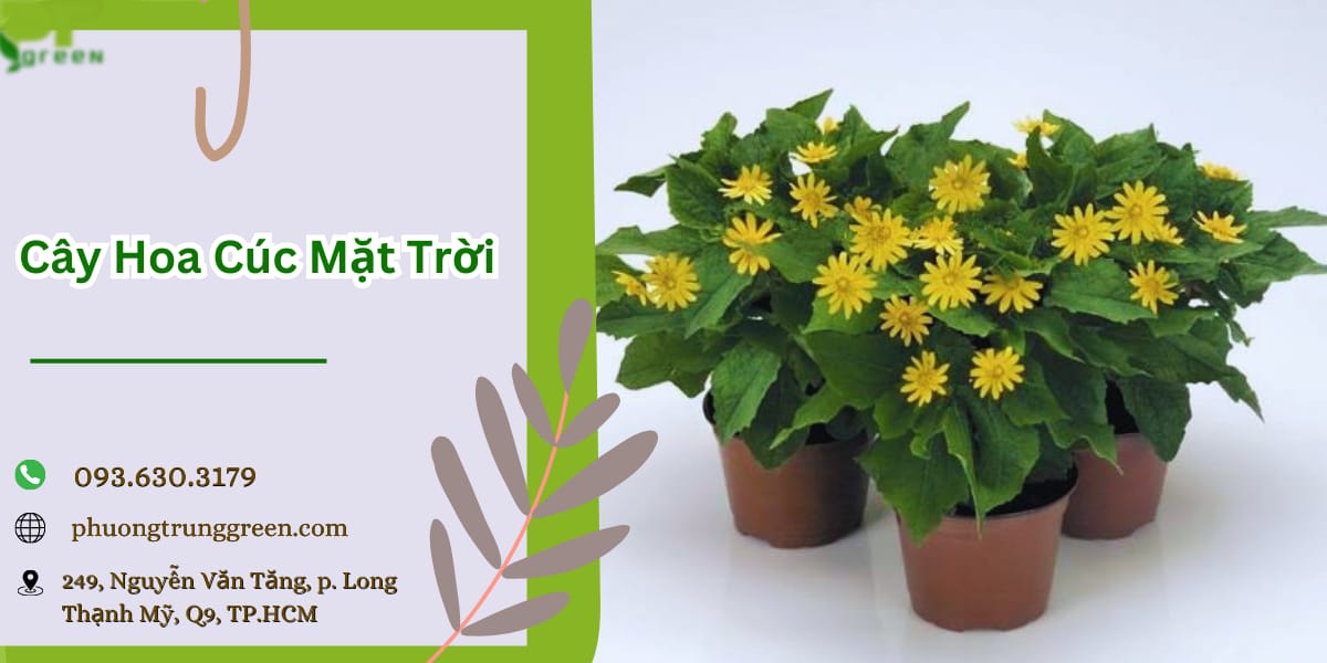 Cây hoa cúc mặt trời