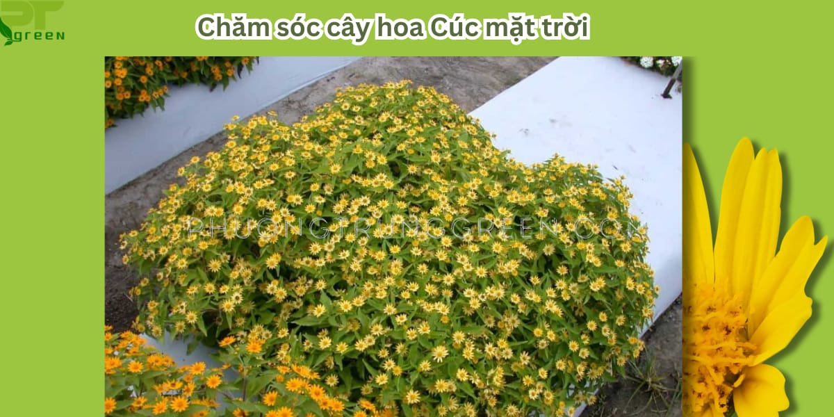 Chăm sóc hoa cúc mặt trời