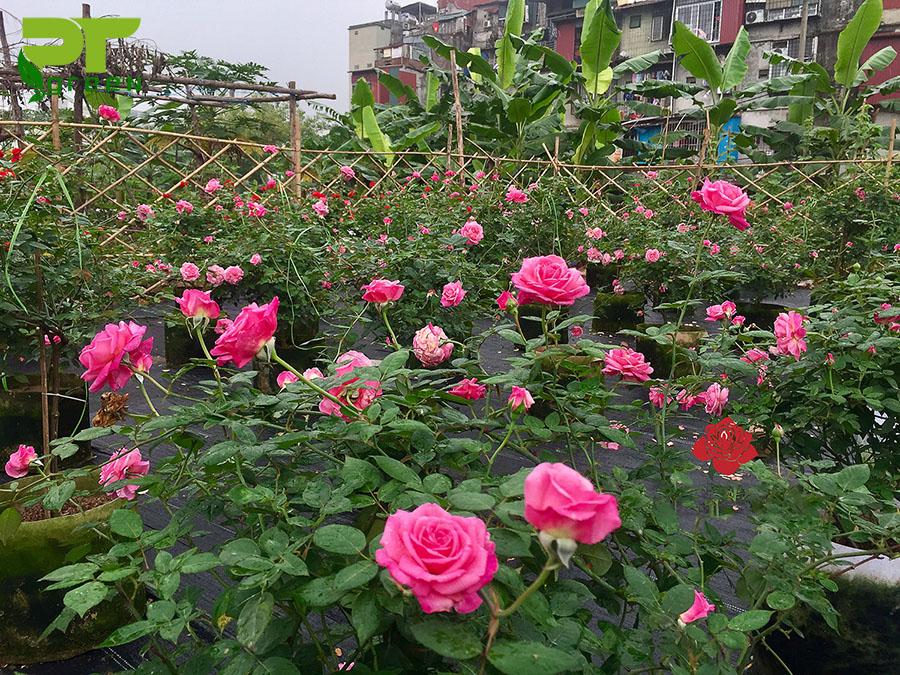 Hoa hồng cổ sapa