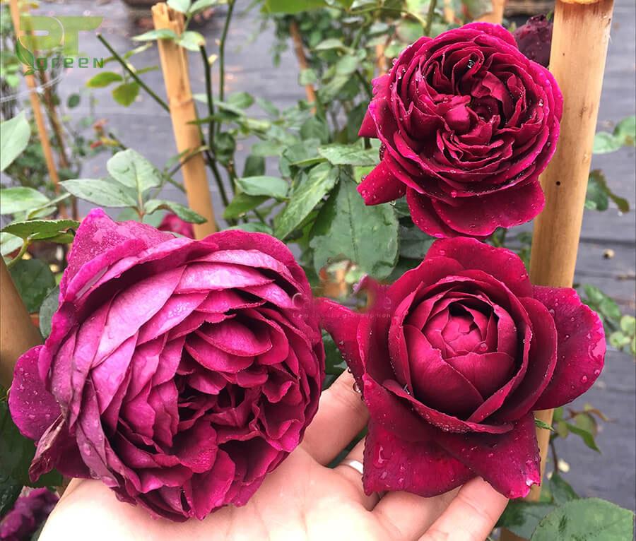 Hoa hồng All for love