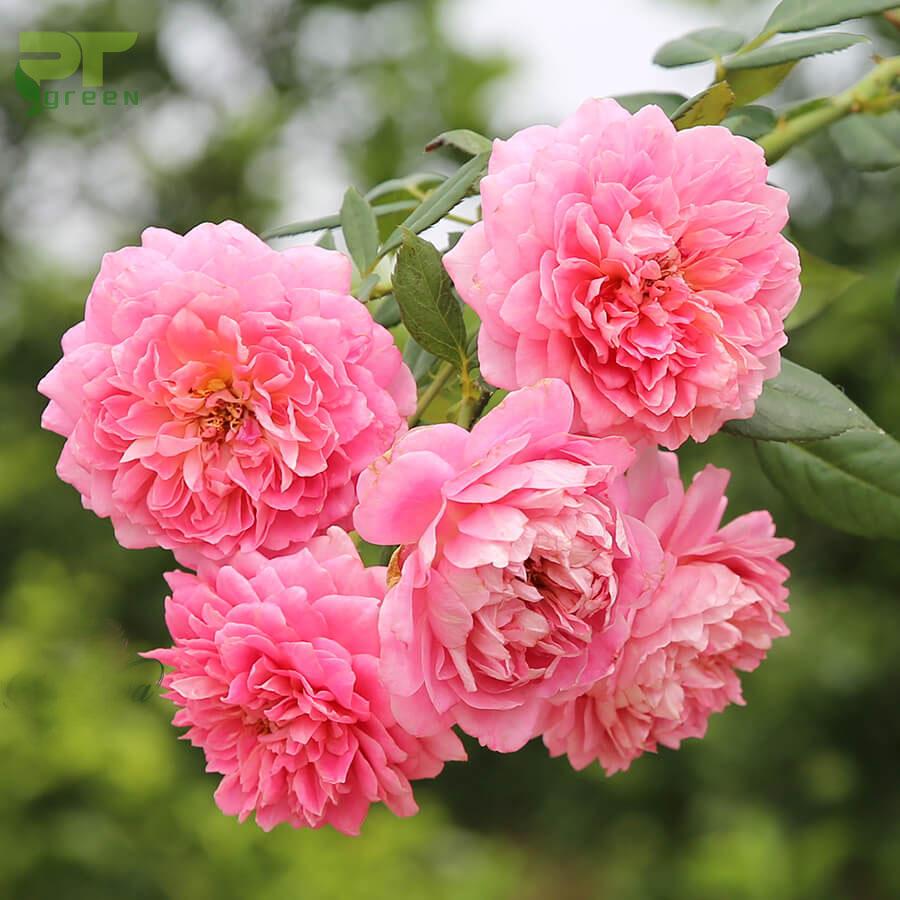 Hoa hồng - các loại hoa hồng đẹp