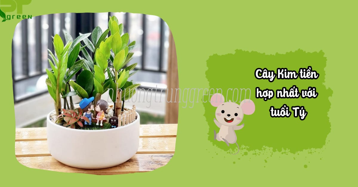 Tuổi Tý là tuổi hợp nhất trồng cây Kim tiền