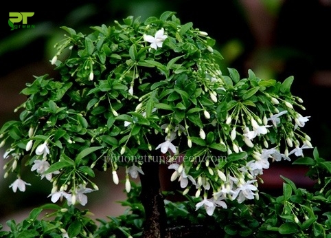 Cây Mai chiếu thủy